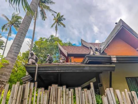 The dusky leaf monkeys or spectacled langurs sitting on the roof with a newborn Stockfoto's