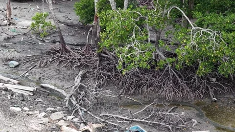 Dusky leaf monkeys perched on mangrove roots at low tide Stock Footage 332606275