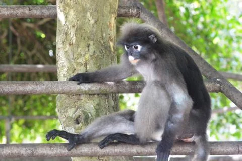 Dusky leaf monkey(Trachypithec us obscurus) Stock Photos