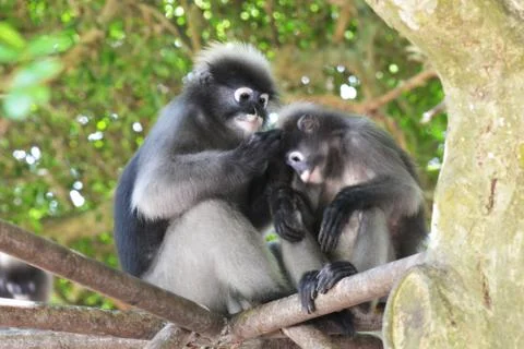 Dusky leaf monkey(Trachypithec us obscurus) Stock Photos