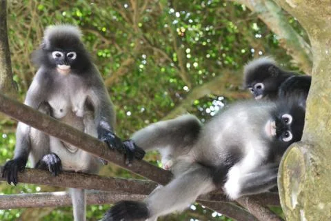 Dusky leaf monkey(Trachypithec us obscurus) Stock Photos