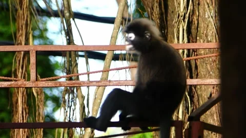 Dusky Leaf or spectacled monkey on a broken roof in Langkawi Island, Malaysia Stock Footage 155250138