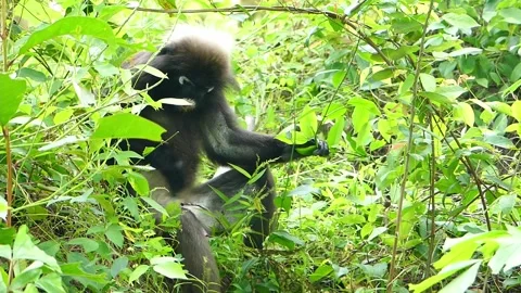 Dusky Leaf or spectacled monkey eating leaves in Langkawi Island, Malaysia Stock Footage 155250146