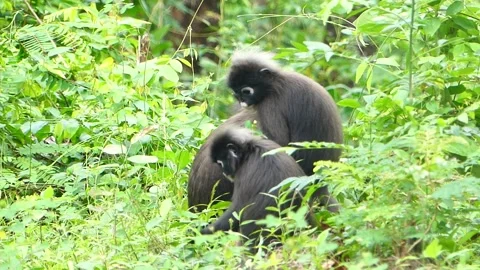 Dusky Leaf or spectacled monkey in group of 3 in Langkawi Island, Malaysia Stock Footage 155250195