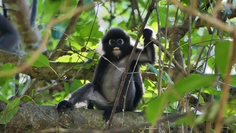 Dusky Leaf or spectacled monkey relaxing on tree in Langkawi Island, Malaysia Stock Footage 155361550