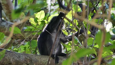 Dusky Leaf or spectacled monkey relaxing on tree in Langkawi Island, Malaysia Stock Footage 155361590