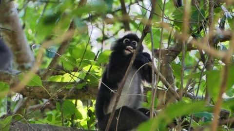 Dusky Leaf or spectacled monkey relaxing on tree in Langkawi Island, Malaysia Stock Footage 155361602