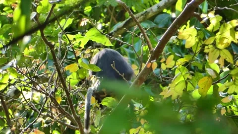 Dusky Leaf or spectacled monkey with a baby in Langkawi Island, Malaysia Stock Footage 155361619