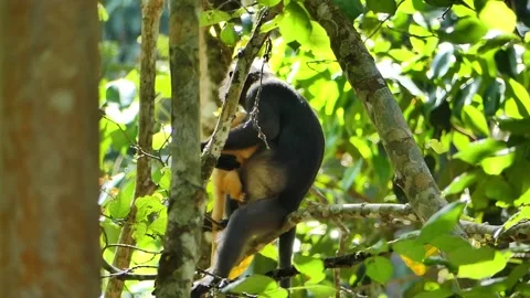 Dusky Leaf or spectacled monkey with an orange baby in Langkawi Island, Malaysia Video stock 155361637