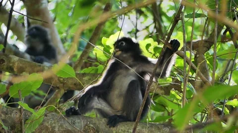 Dusky Leaf or spectacled monkey relaxing on tree in Langkawi Island, Malaysia Stock Footage 155361648