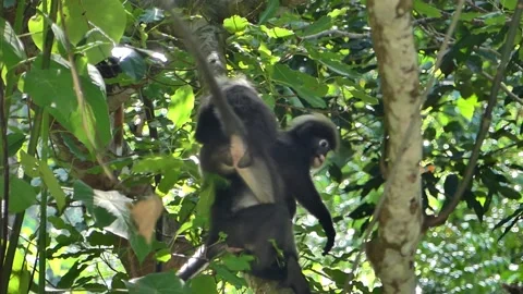 Dusky Leaf or spectacled monkey playing together in Langkawi Island, Malaysia Video stock 155361659