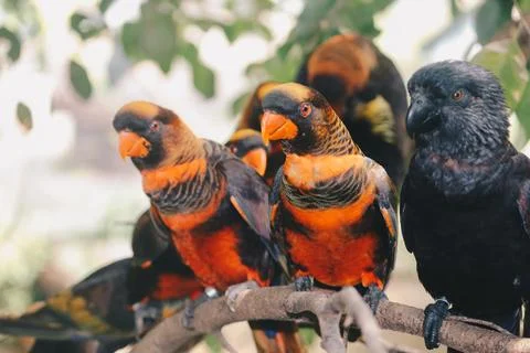 Dusky lories (Pseudeos fuscata) or banded Lories or Nuri kelam with orange .. Stock Photos