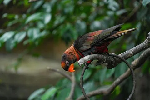 Dusky lory parrot perched on a bra.h leaning forward Stock Photos