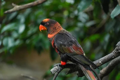 Dusky lory parrot perched on a bra.h leaning forward Stock Photos