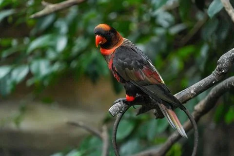 Dusky lory parrot perched on a bra.h leaning forward Stock Photos