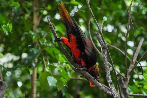 Dusky lory parrot perched on a bra.h leaning forward Stock Photos