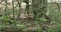 Dusky Megapodes at Rinca Komodo island jungle forest digging in the ground 4k or 4k+ Resolution
