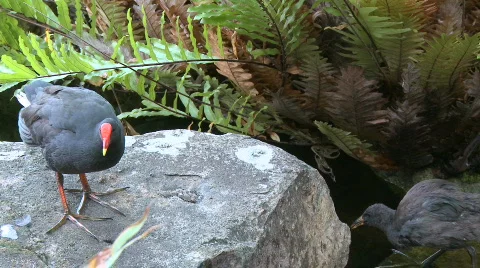 Dusky Moorhen (4 of 4) Stock Footage