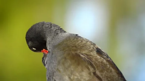 Dusky Moorhen Stock Footage 280634740