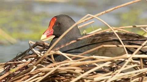Dusky Moorhen Stock Footage 293400902