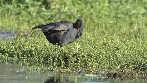 A dusky moorhen preens its feathers on the edge of a pond. Stock Footage 305013241