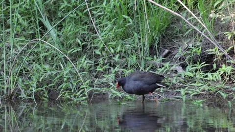 Dusky Moorhen walking in water looking for food Stock Footage 288802400