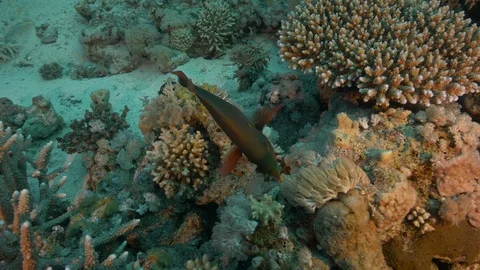 Dusky parrotfish on corals, Ras Mohammed, Red Sea, Egypt 動画素材 105602066