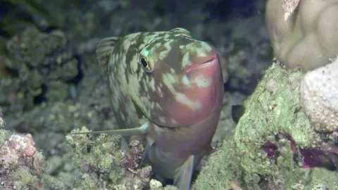 Dusky parrotfish glimpse into the depths of the red sea coral reef Video stock 312006677