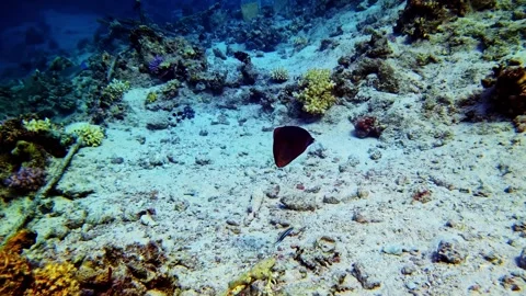 Dusky Parrotfish Swimming Underwater 스톡 동영상 345482937