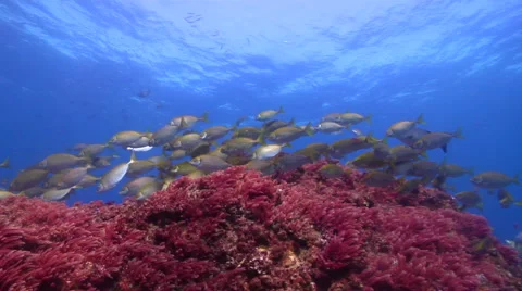 Dusky rabbitfish feeding and schooling on shallow coral reef, Siganus Stock Footage 61442072