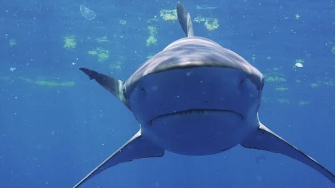 Dusky Shark comes straight at camera! Stock Footage 116259115