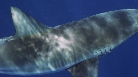 Dusky Shark with fishing hook Stock Footage 116260356