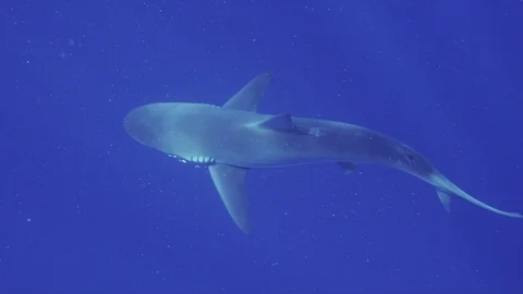 Dusky Shark with fishing hook Stock Footage 116260362