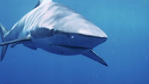 Dusky Shark Stock Footage 116258608