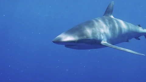 Dusky Shark Stock Footage 116259060