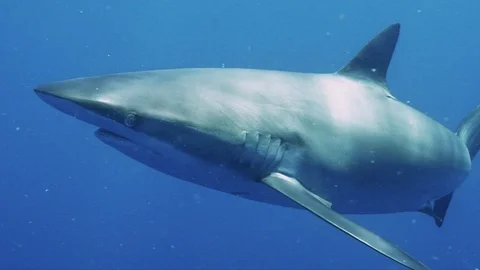 Dusky Shark Swimming Stock Footage 116258891