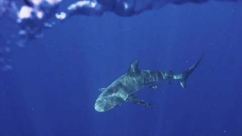 Dusky Shark swimming at Surface Stock Footage 116258635