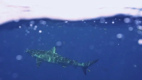 Dusky Shark swimming at surface Stock Footage 116260400