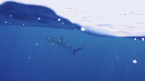Dusky Shark swims at surface Stock Footage 116259543
