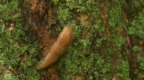 Dusky Slug (Arion subfuscus) 4 Stock Footage 23165650