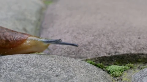 Dusky Slug Crawling On A Road Stock Footage 79848031
