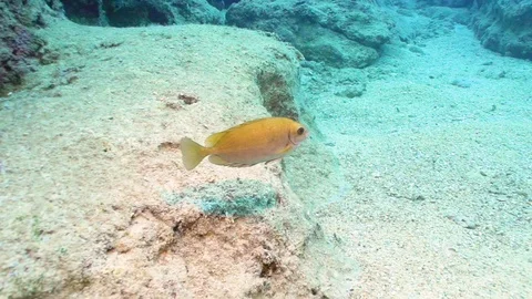 Dusky Spinefoot Fish Underwater Stock Footage 124037767