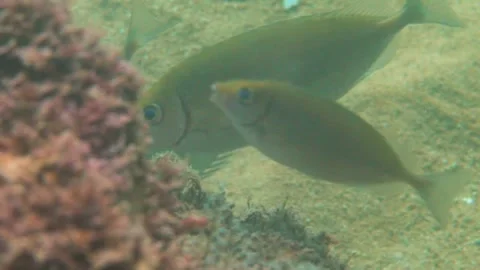 Dusky Spinefoot Fishes Take Nourishment, Slow Motion, Underwater Stock Footage 145924329