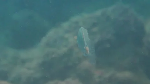 Dusky Spinefoot Fishes Under the Sea, Slow Motion, HD Stock Footage 145911747