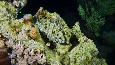 Dusky Spinefoot, Rabbitfish Camouflage in Coral Reef, Red Sea Stock Footage 316690084