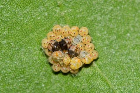 Dusky Stink Bug Hatchlings Foto stock