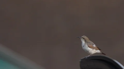 Dusky Sunbird calling and singing loudly in Central Namibia region Stock Footage 104005034