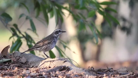 Dusky Thrush bird Stock Footage 235901321