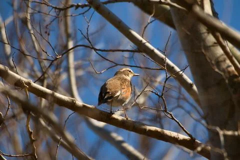 Dusky Thrush Bird Stock Photos