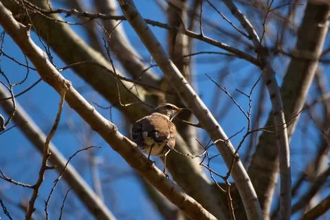 Dusky Thrush Bird Stock Photos